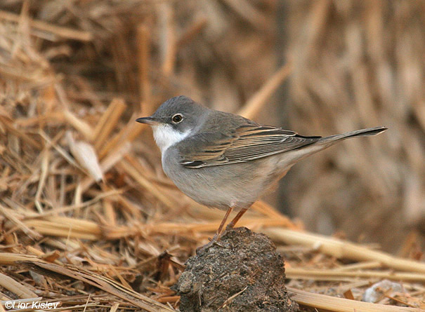 סבכי  קוצים  Common Whitethroat Sylvia communis                    קטורה,הערבה,מאי 2008.צלם:ליאור כסלו